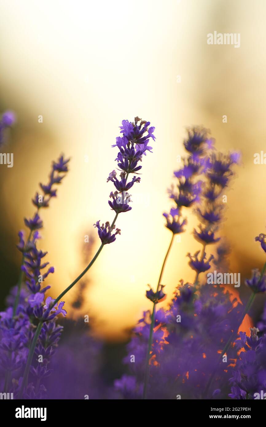 Selective focus of beautiful aromatic violet gentle flowers blooming in countryside farmland. Scenic yellow summer sunset on background. Concept of nature beauty, aromatherapy. Stock Photo