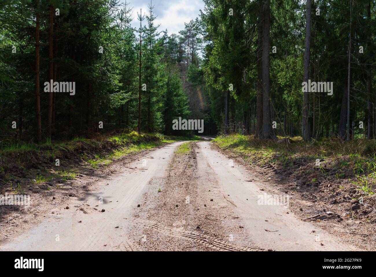 Spring forest road sunlight view. Road in autumn,spring,summer wood. Spring forest road. Road in