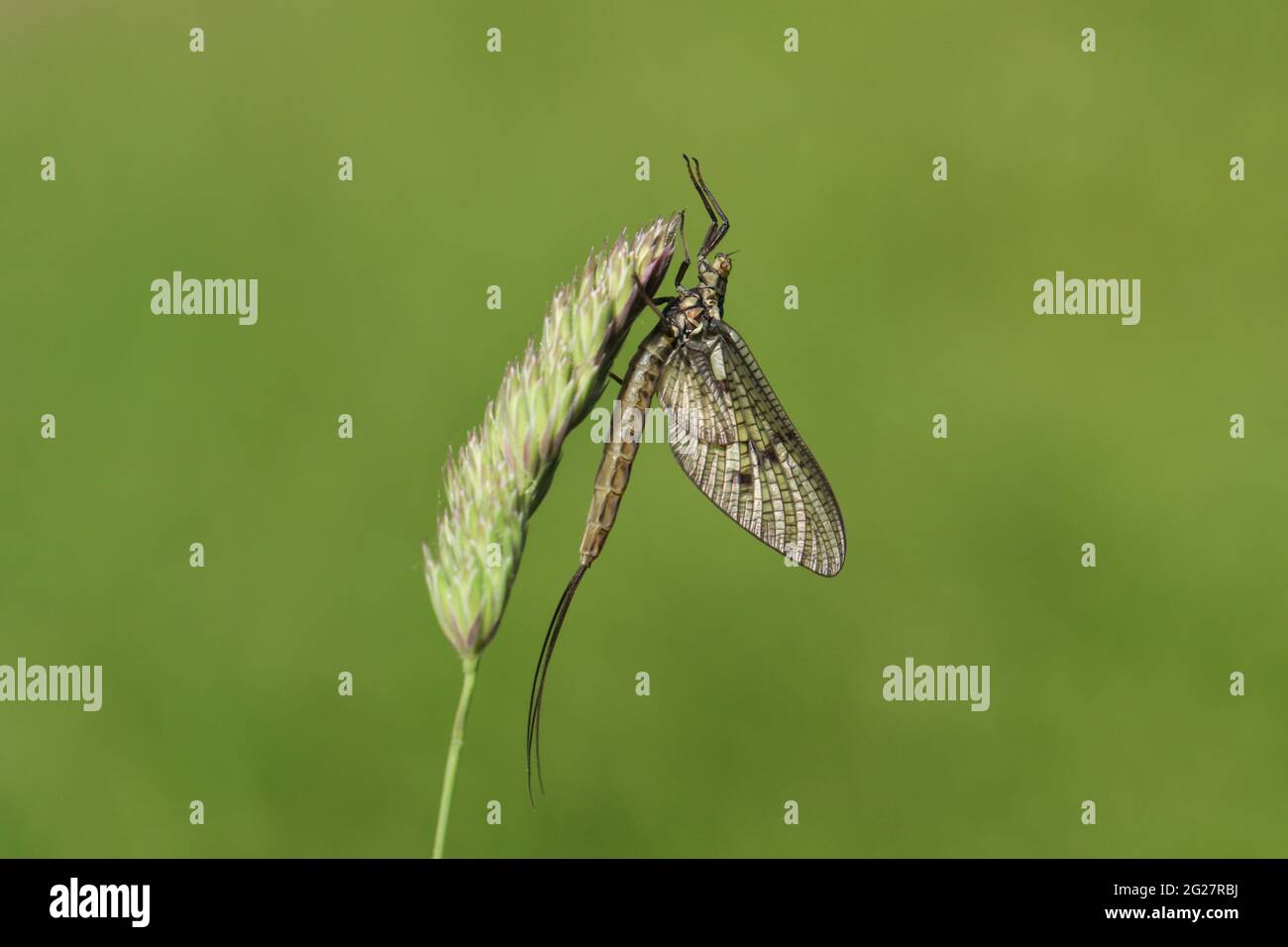 A beautiful Mayfly, Ephemera vulgata, perching on grass seeds. Stock Photo