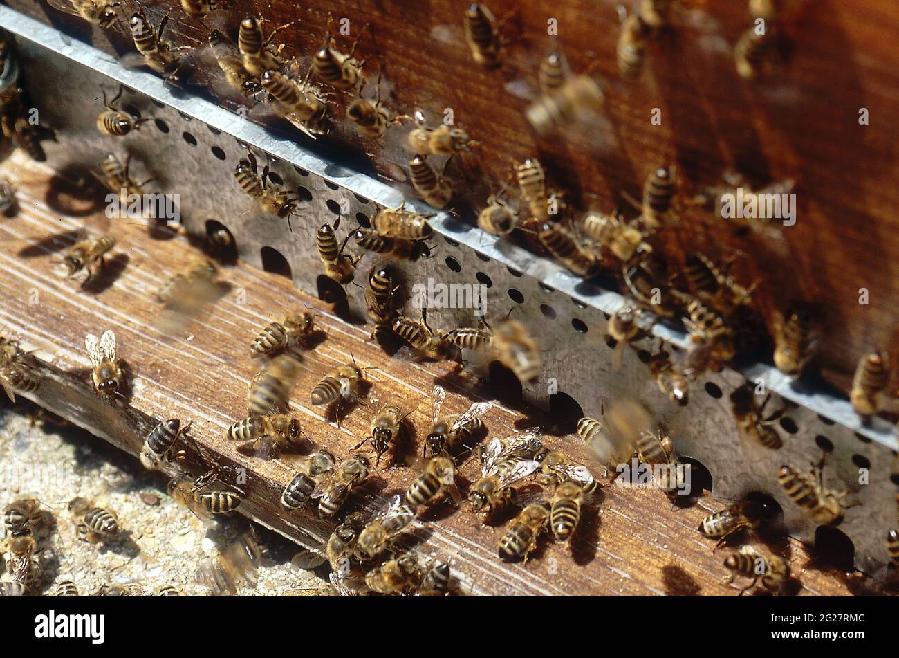 FRANCE. PAS-DE-CALAIS (62). HAUTS-DE-FRANCE. BEEKEEPING. BALLET OF BEES IN FRONT OF THE ENTRANCE TO THEIR HIVE Stock Photo