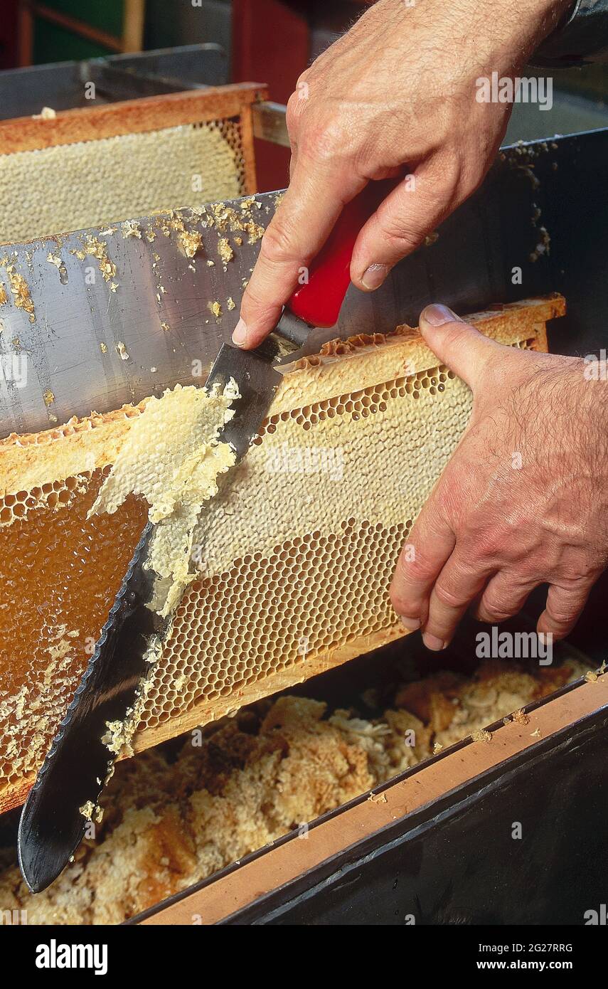 FRANCE. HAUTS-DE-FRANCE. PAS-DE-CALAIS (62) BEEKEEPING. BEEKEEPER UNCAPPING THE HONEYCOMBS WITH A HEATING KNIFE BEFORE PLACING THE COMB IN AN EXTRACTO Stock Photo