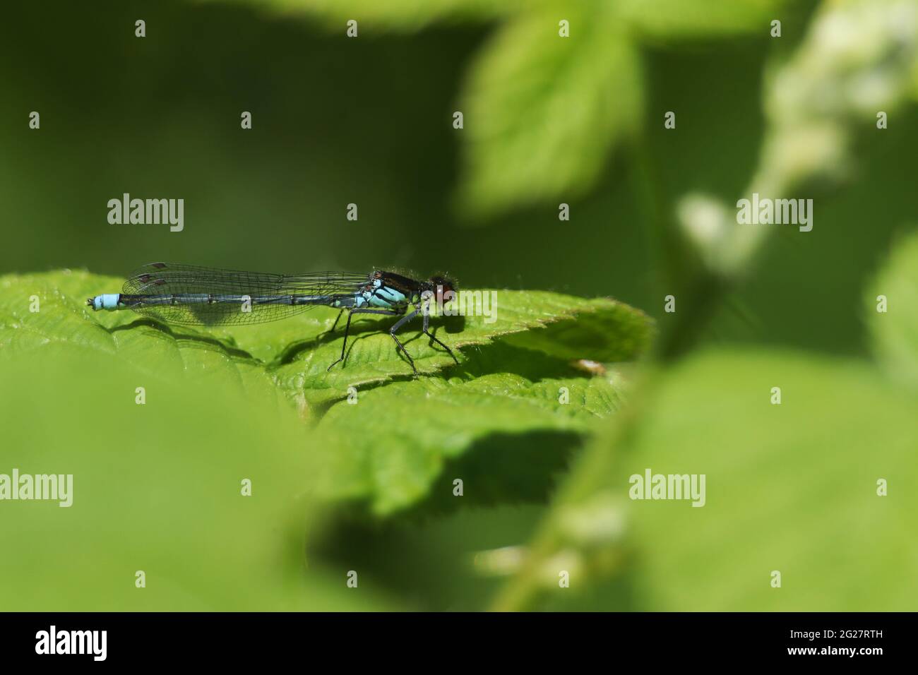 A newly emerged male Red-eyed Damselfly, Erythromma najas, perching on a bramble leaf in springtime. Stock Photo