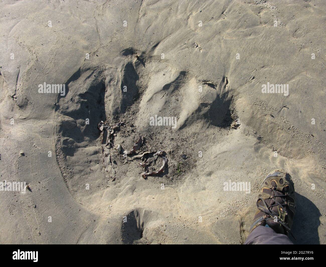 Monster black puma footprint. Gannel Estuary river. South west coast path.  North Cornwall. West country. England. UK Stock Photo - Alamy