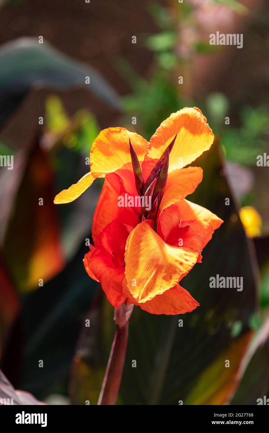 Canna indica, commonly known as Indian shot, African arrowroot, or Sierra Leone arrowroot. Close up. Stock Photo