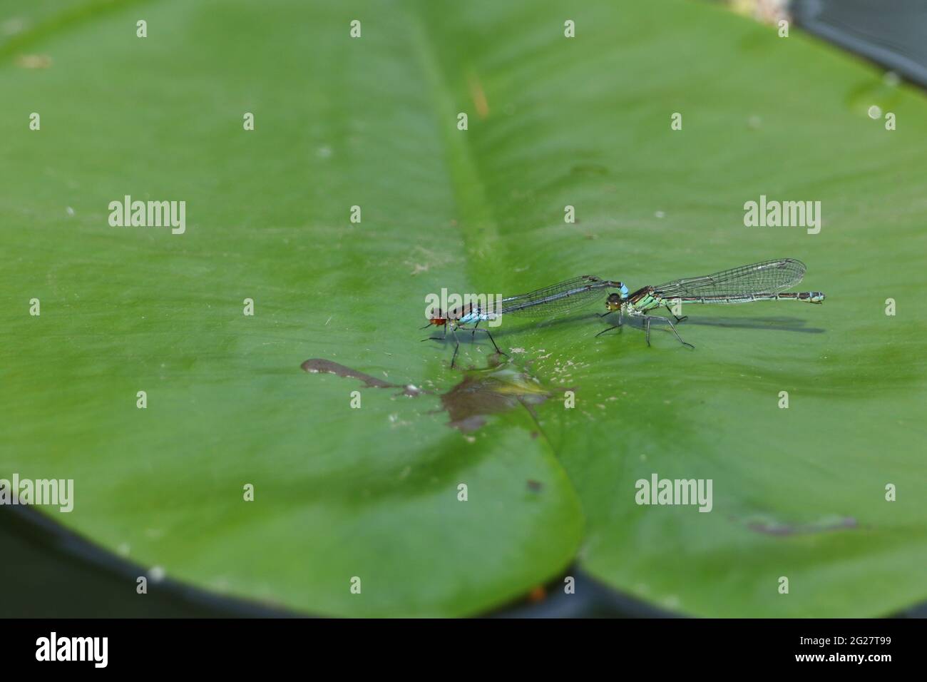 A mating pair of Red-eyed Damselfly, Erythromma najas, resting on a Lily Pad leaf floating on the water. Stock Photo