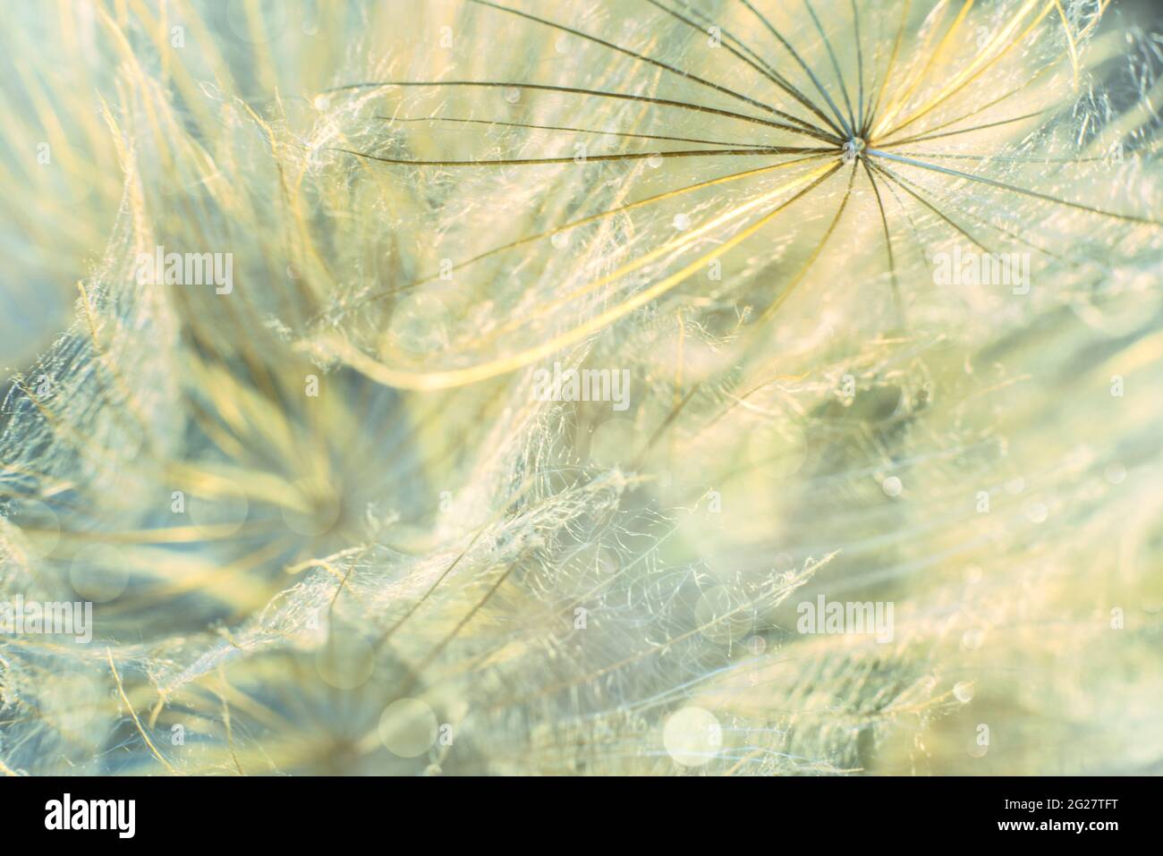 Sparkling bokeh. Parachutes dandelion. Beautiful golden background. Soft dreamy tender artistic image. Stock Photo