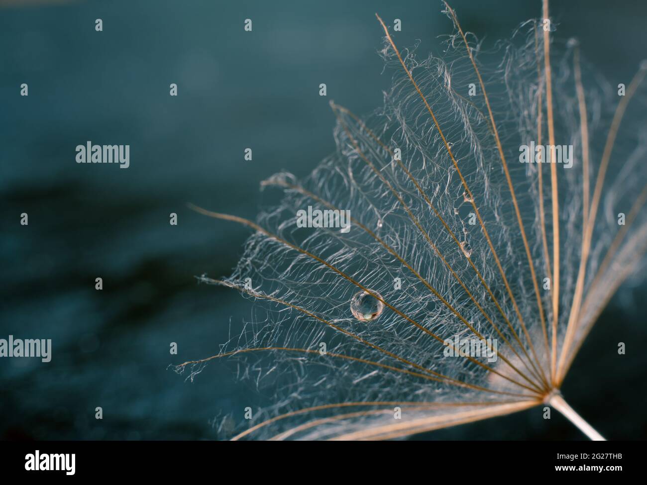 Beautiful shiny dew drop on a dandelion seed. Stock Photo