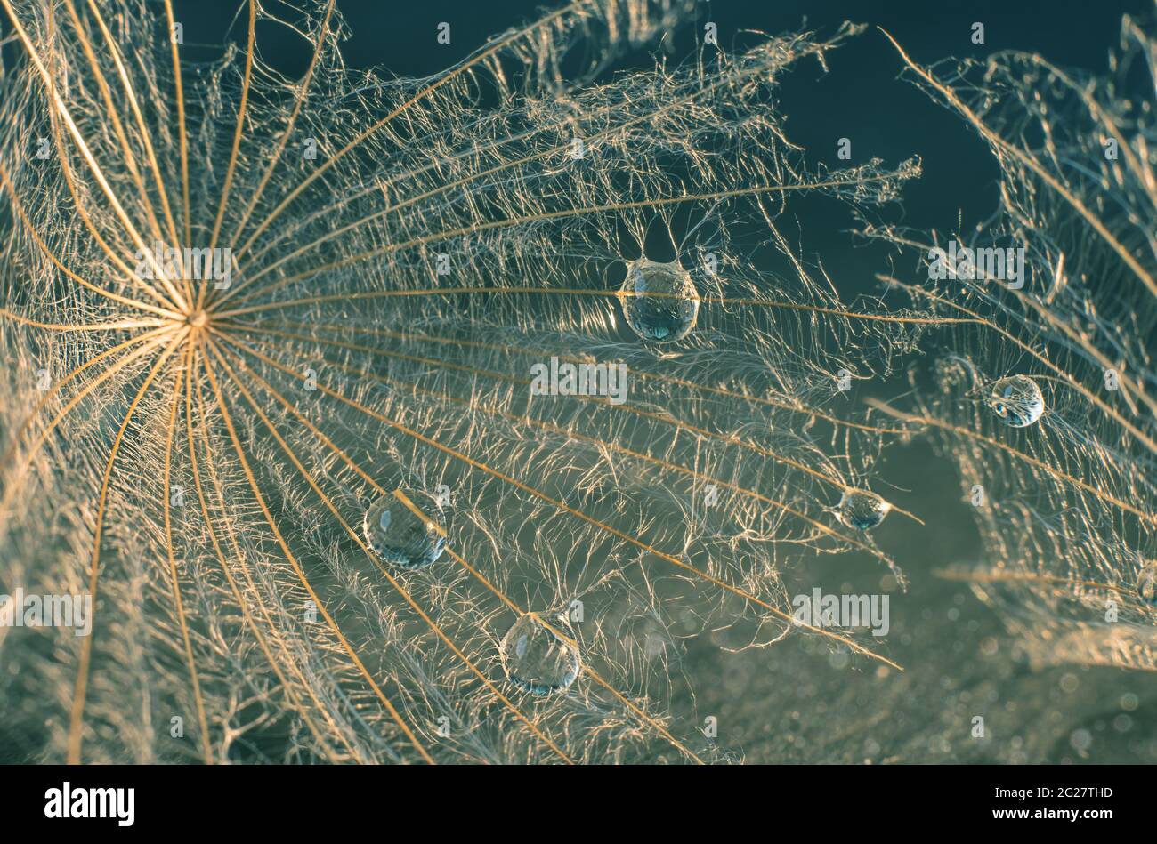 Beautiful shiny dew drop on a dandelion seed. Stock Photo