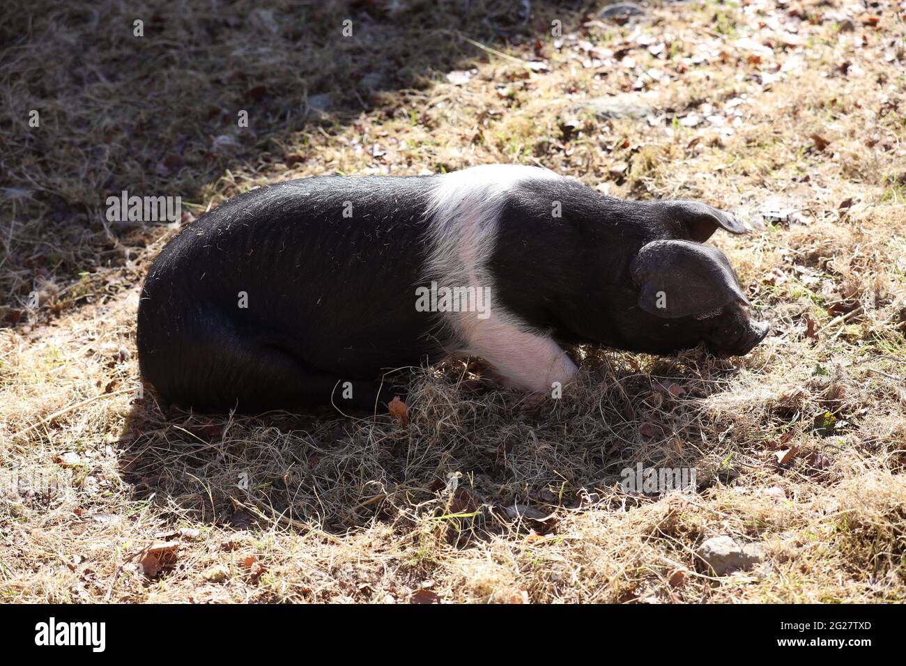 Pigs pictured at the Weald & Downland Living Museum in Singleton, Chichester, West Sussex, UK. Stock Photo