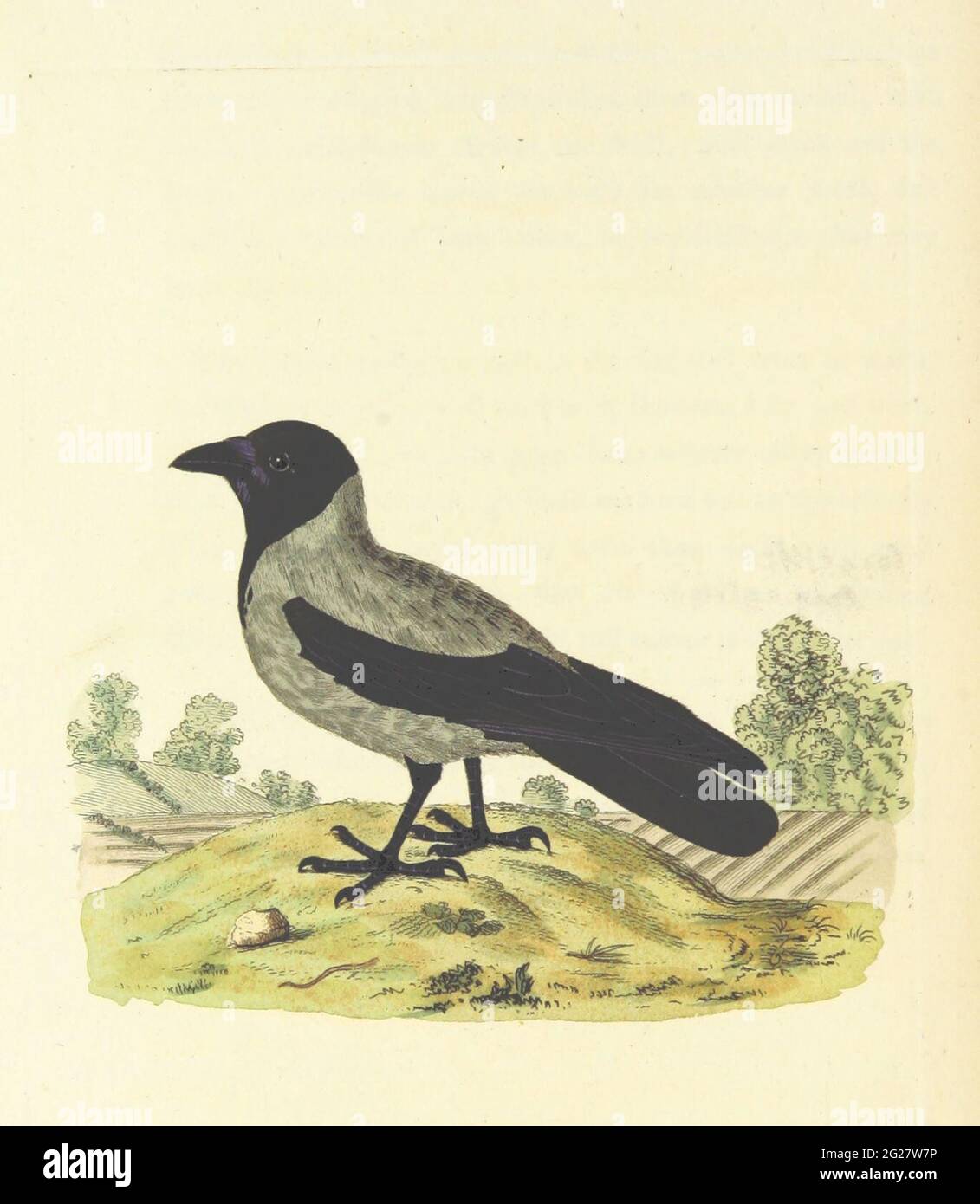 Vintage historical illustration of animals and birds circa 1800-1900 Stock Photo
