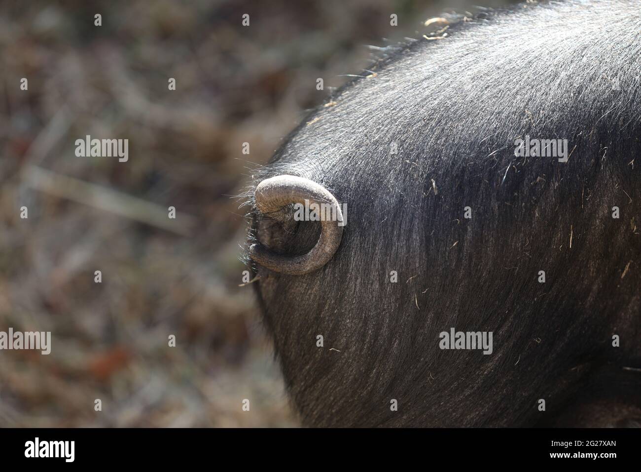 Pigs pictured at the Weald & Downland Living Museum in Singleton, Chichester, West Sussex, UK. Stock Photo
