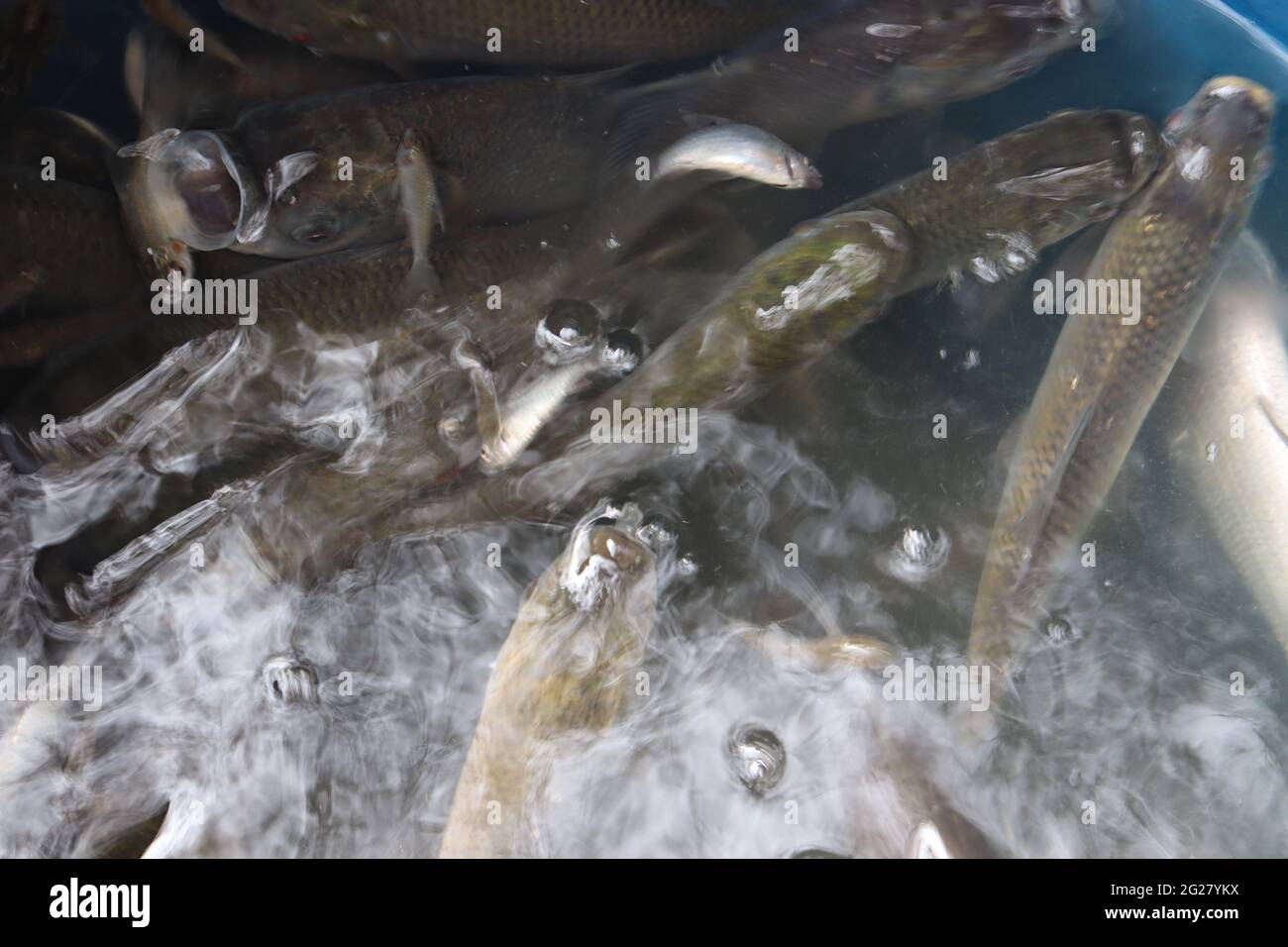 Fish Stock Imagine tasty and healthy fish stock on shop for sell Stock Photo - Alamy
