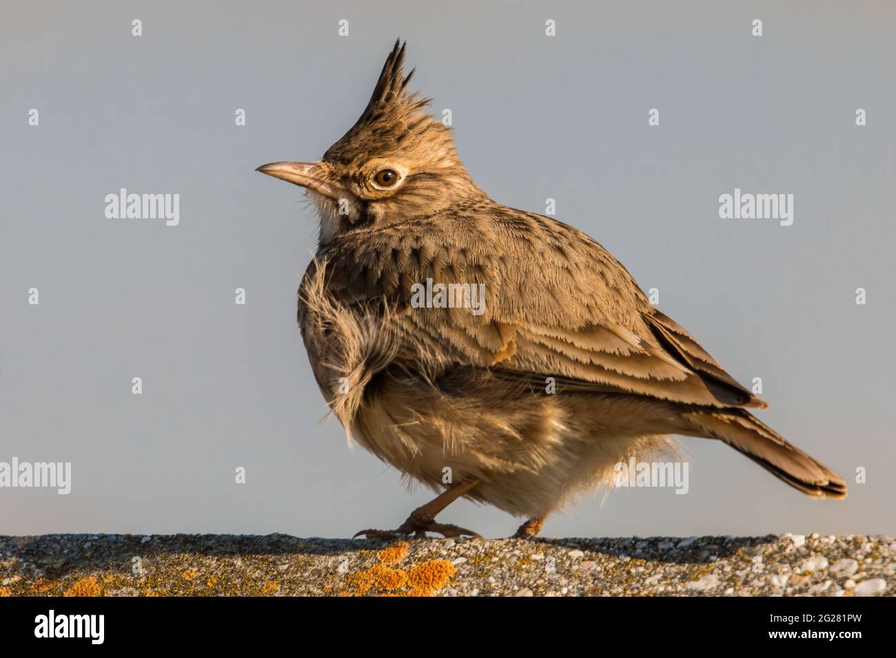 Crested lark sitting on a concrete near to village. Stock Photo