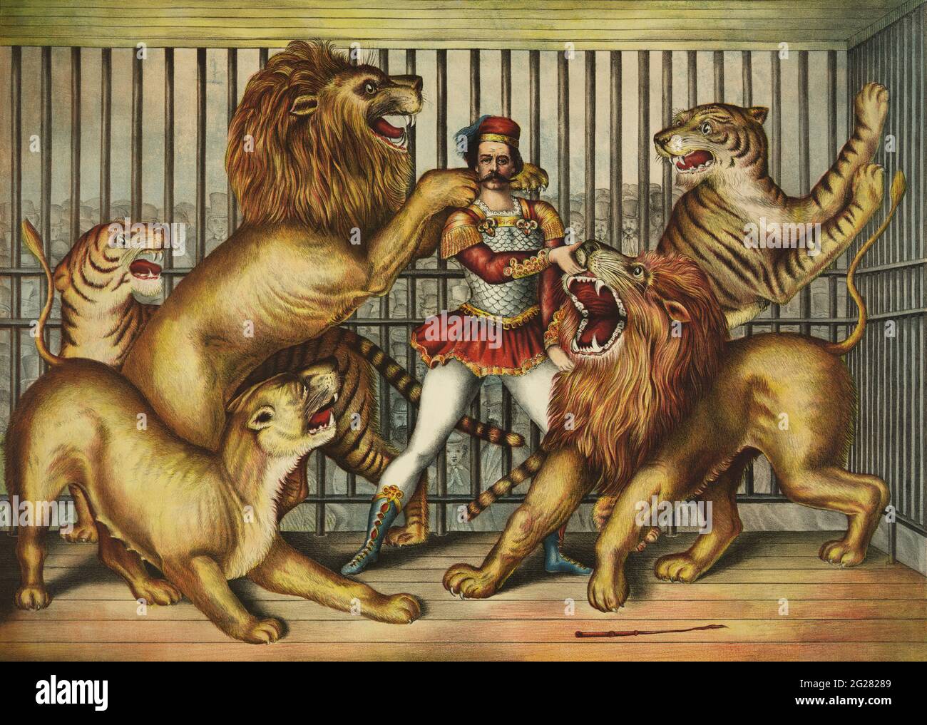 Lion tamer in cage with two lions, a lioness, and two tigers. Stock Photo