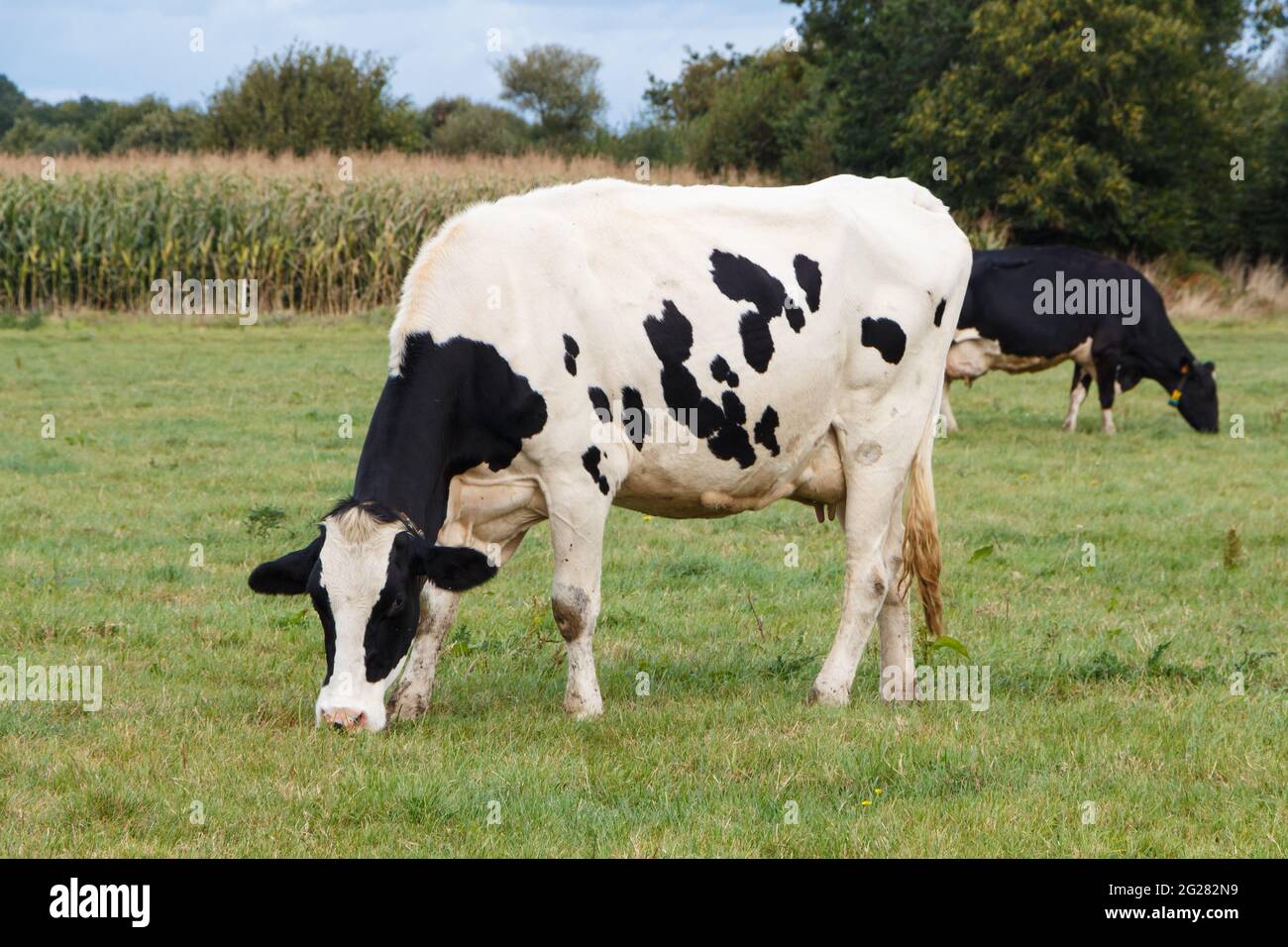 Brittany black white cows hi-res stock photography and images - Alamy