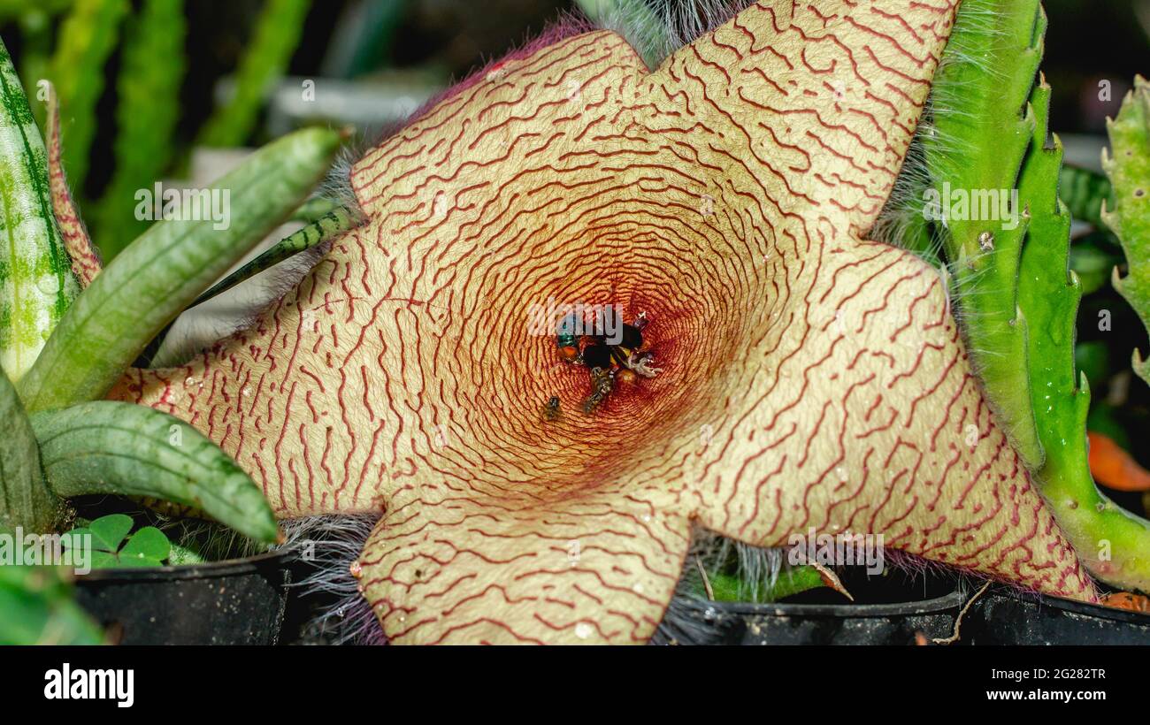 Beautiful flower of Stapelia gigantea. Starshaped cactus flower with strong odor that attract