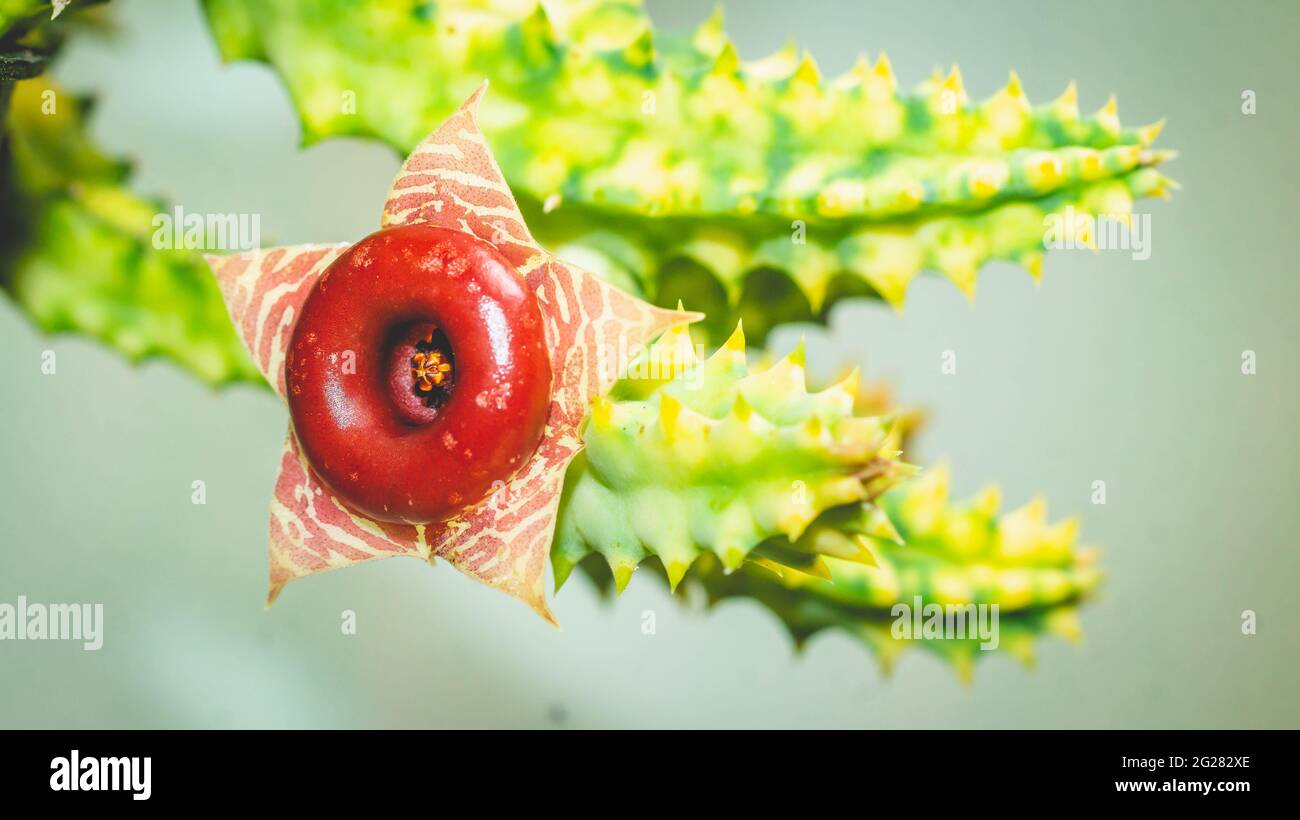 Beautiful flower of Huernia zebrina. Star-shaped cactus flower with beautiful pattern Stock Photo