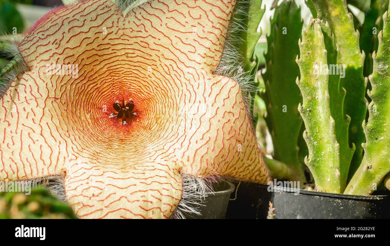 Beautiful flower of Stapelia gigantea. Starshaped cactus flower with strong odor that attract
