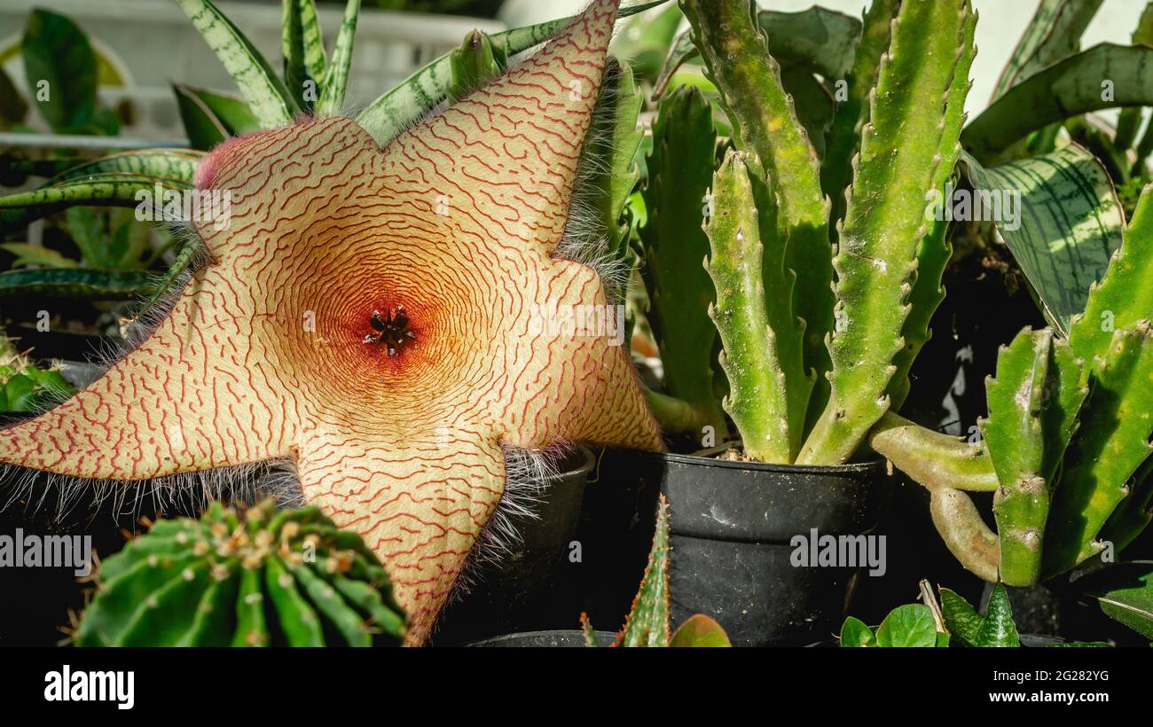 Beautiful flower of Stapelia gigantea. Star-shaped cactus flower with