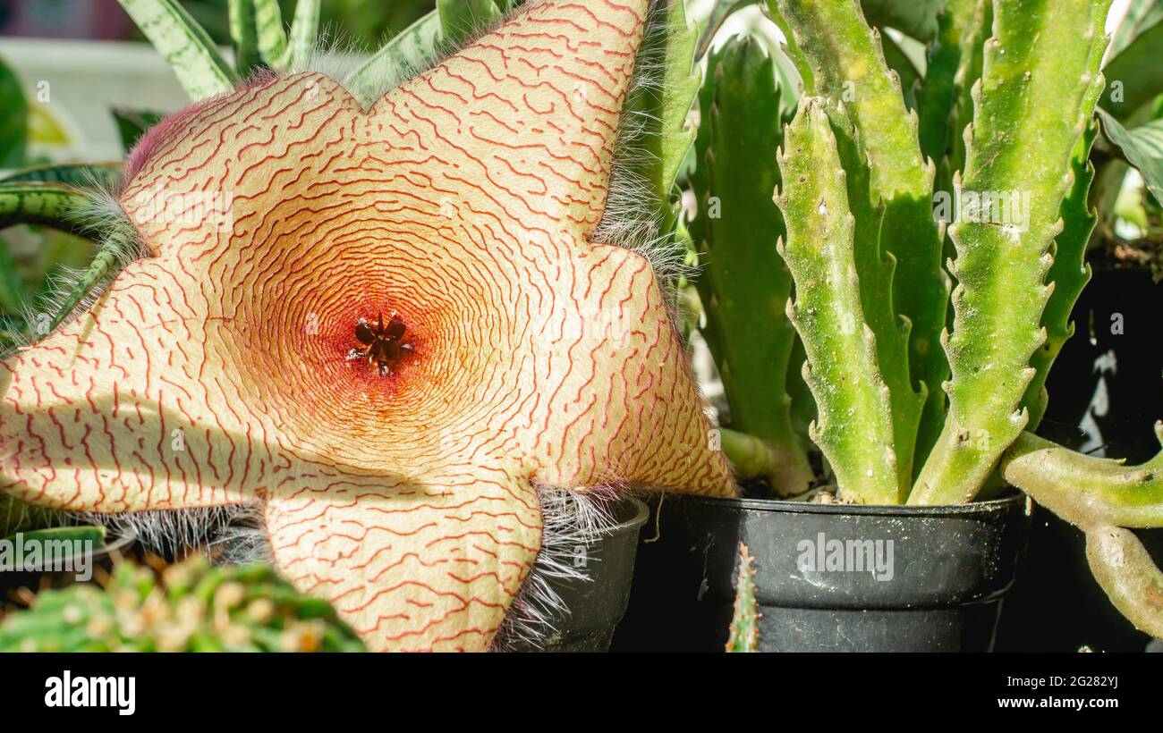 Beautiful flower of Stapelia gigantea. Starshaped cactus flower with