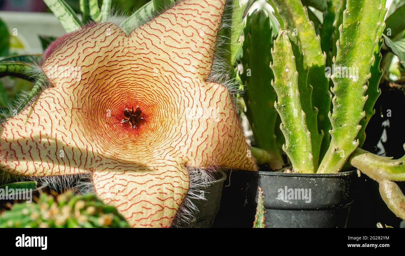 Beautiful flower of Stapelia gigantea. Star-shaped cactus flower with