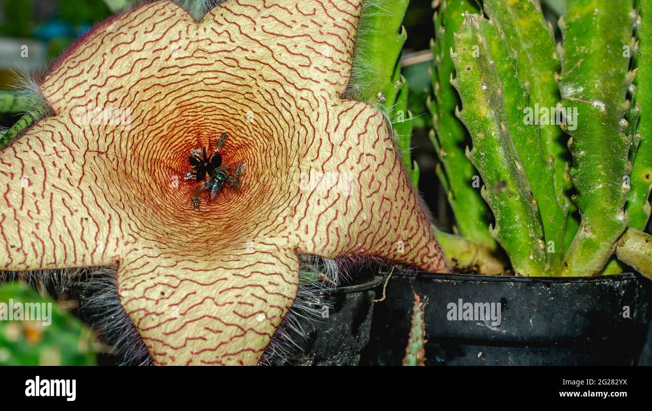 Beautiful flower of Stapelia gigantea. Starshaped cactus flower with strong odor that attract
