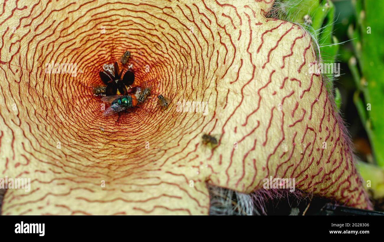 Beautiful flower of Stapelia gigantea. Starshaped cactus flower with strong odor that attract
