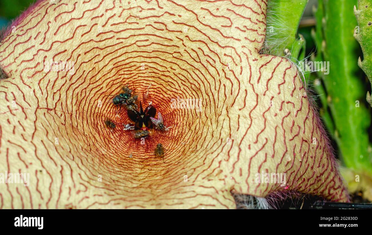Beautiful flower of Stapelia gigantea. Starshaped cactus flower with strong odor that attract