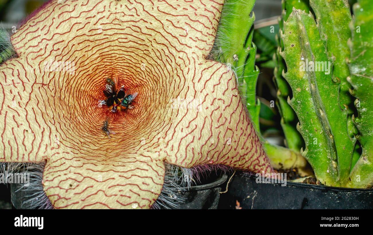 Beautiful flower of Stapelia gigantea. Starshaped cactus flower with strong odor that attract