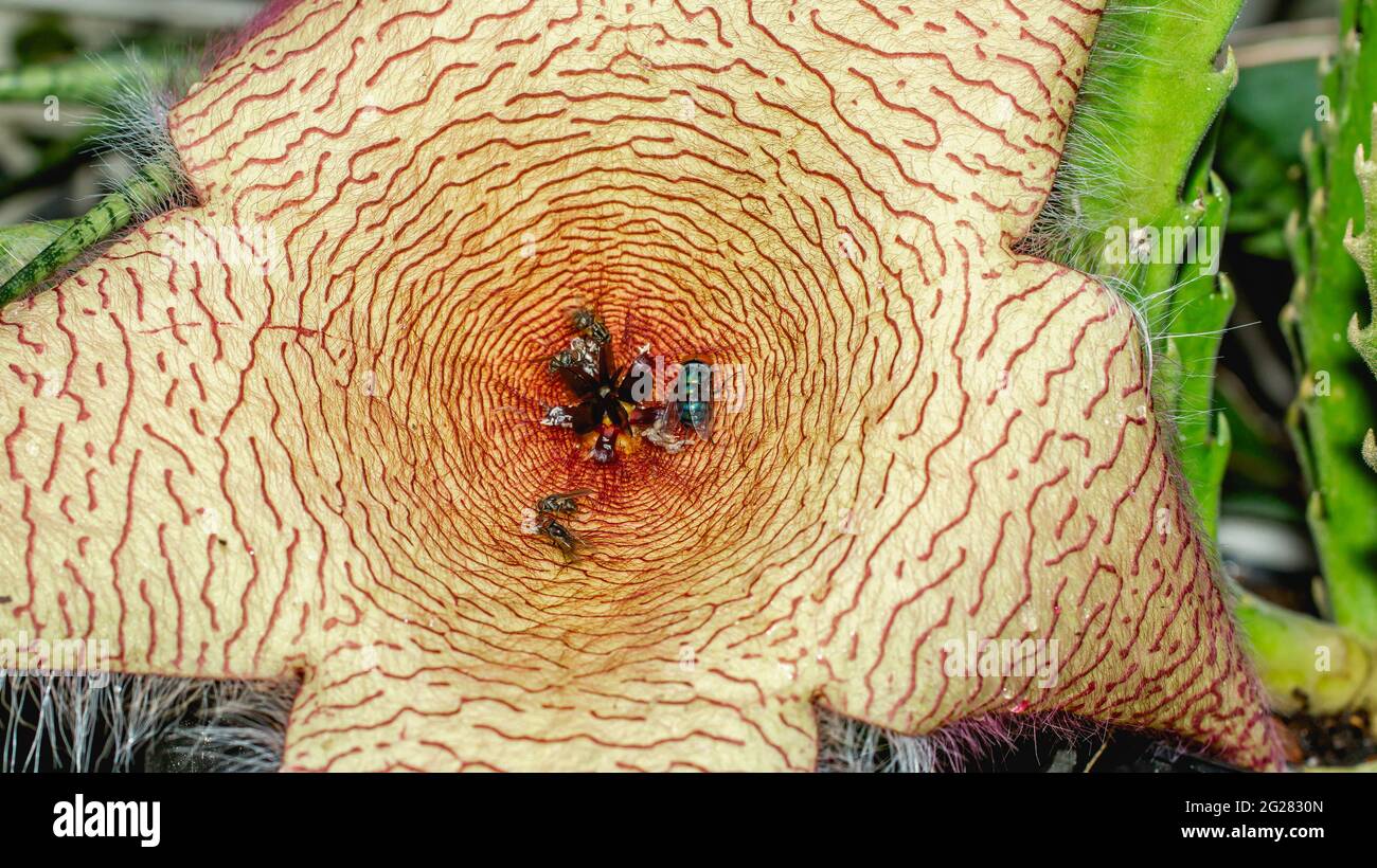 Beautiful flower of Stapelia gigantea. Starshaped cactus flower with strong odor that attract
