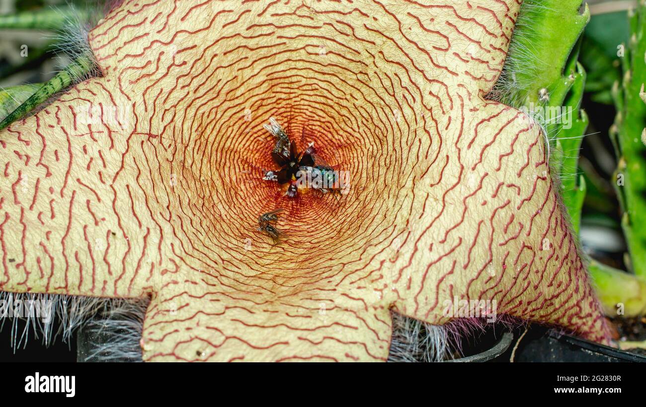 Beautiful flower of Stapelia gigantea. Starshaped cactus flower with strong odor that attract