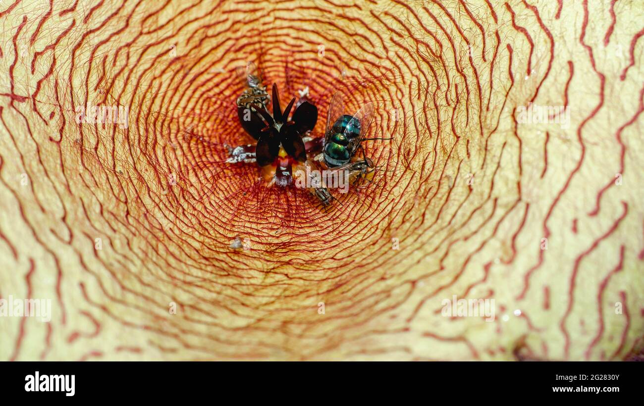 Beautiful flower of Stapelia gigantea. Starshaped cactus flower with strong odor that attract