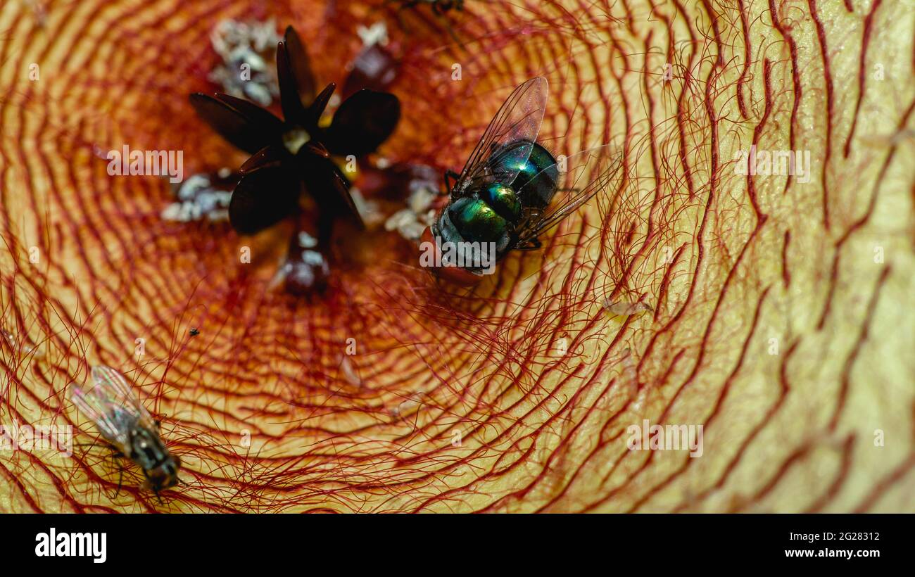 Beautiful flower of Stapelia gigantea. Starshaped cactus flower with