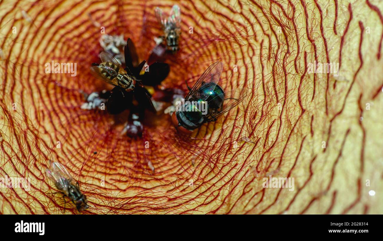 Beautiful flower of Stapelia gigantea. Starshaped cactus flower with strong odor that attract