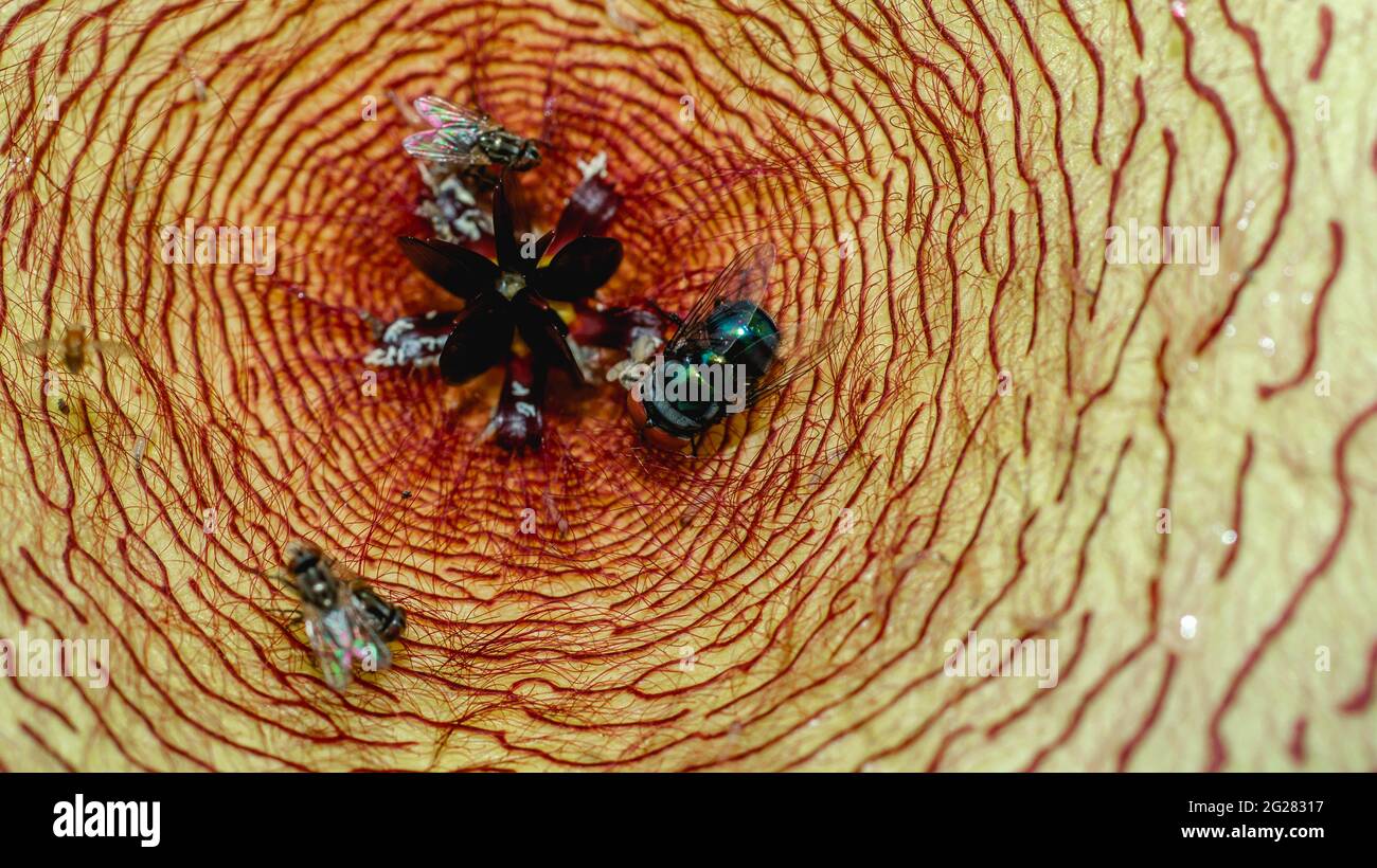 Beautiful flower of Stapelia gigantea. Starshaped cactus flower with strong odor that attract