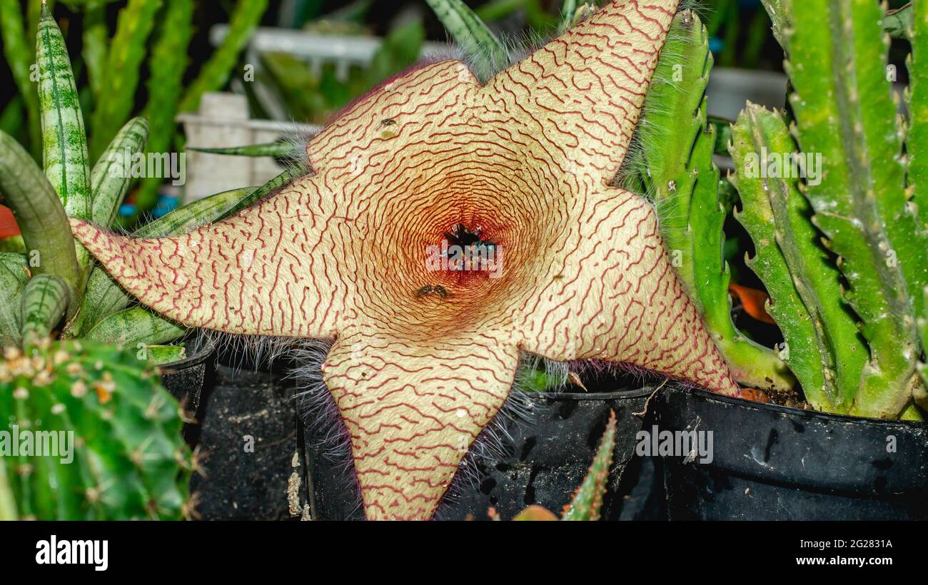 Beautiful flower of Stapelia gigantea. Starshaped cactus flower with