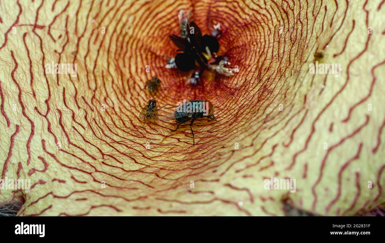 Beautiful flower of Stapelia gigantea. Starshaped cactus flower with strong odor that attract