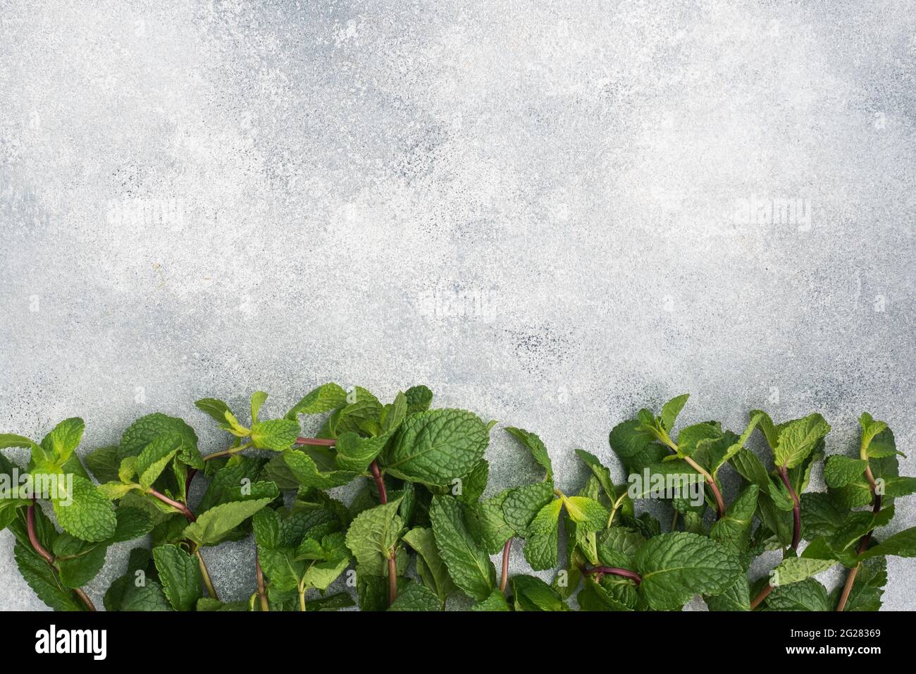 Fresh sprigs of fragrant mint on a gray background with copy space Stock Photo