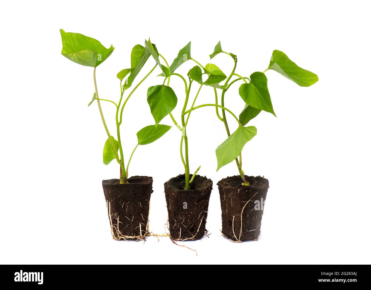 three rooted sprouting sweet potato slips, a dicotyledonous plant Convolvulaceae related to the bindweed or morning glory family, isolated on a white Stock Photo