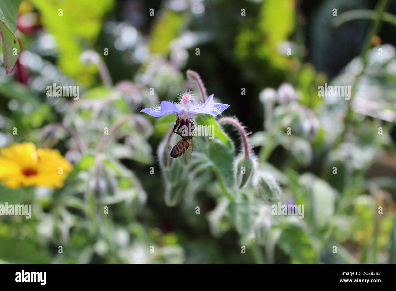 a bee on a borage blossom Stock Photo