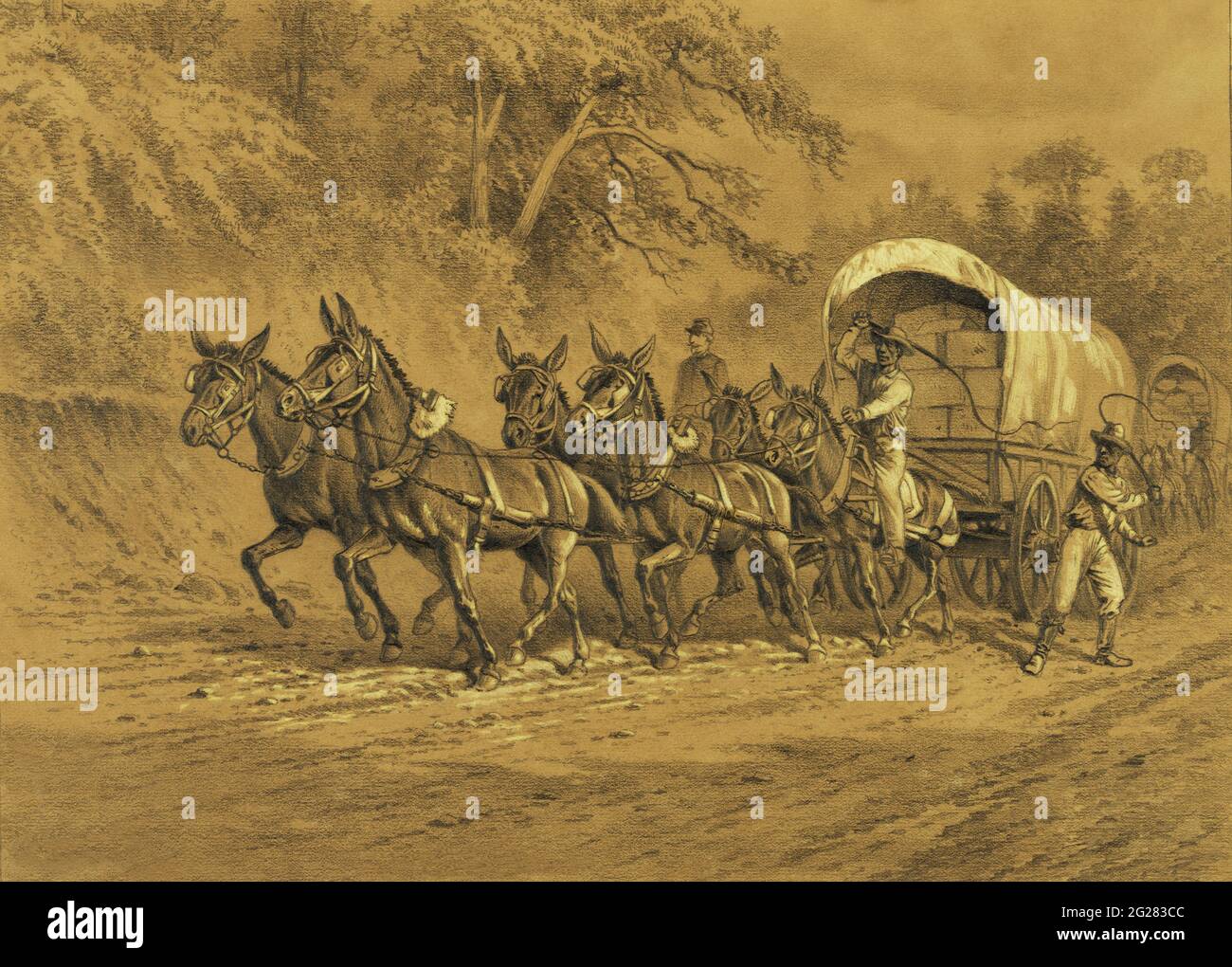 A supply wagon being pulled by six mules, circa 1864. Stock Photo