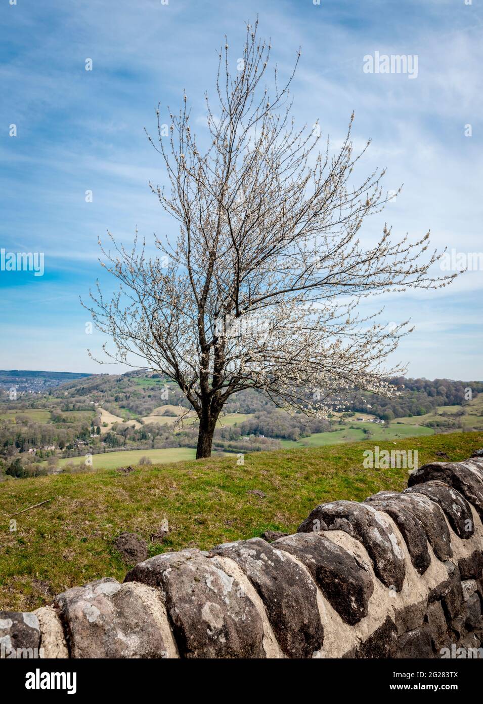 Lone tree in spring springtime blossom. Derbyshire Peak district , England, UK Stock Photo
