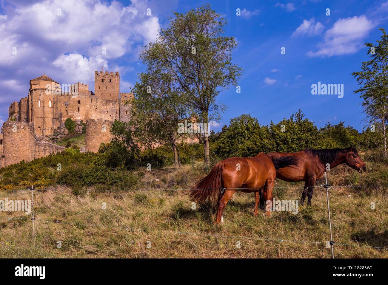 Loarre Castle, a medieval fortress built on top of a hill in Huesca, Spain. Inside the walls it holds a church. Two horses eat grass around the castle Stock Photo