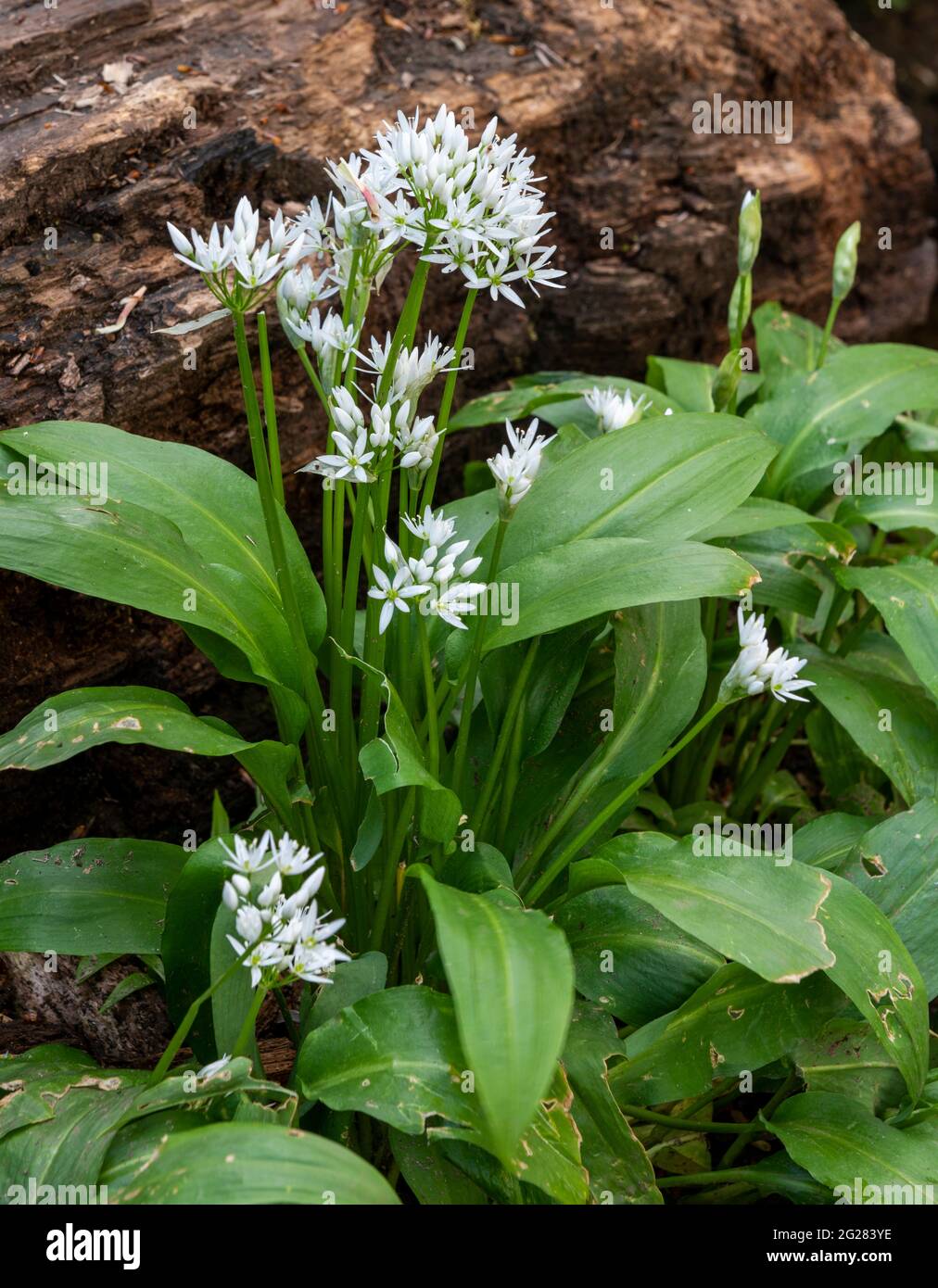Wild garlic growing in a UK woodland Stock Photo