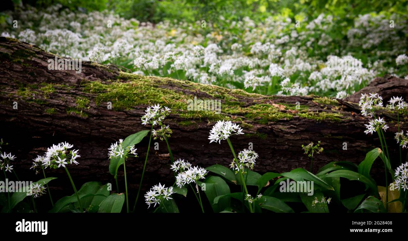 Wild garlic, growing around a dead tree log, Allium ursinum Stock Photo