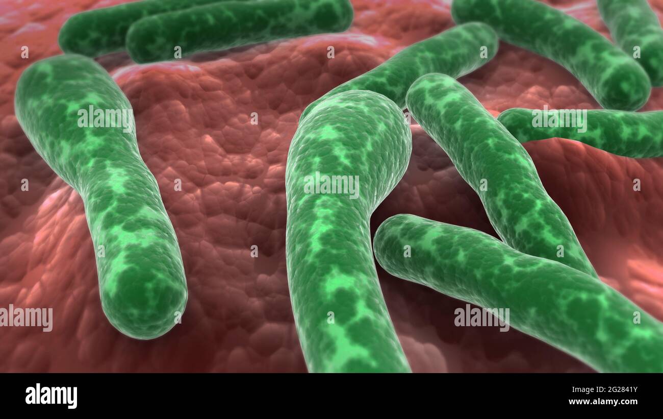Microscopic view of Clostridium botulinum bacteria. Stock Photo
