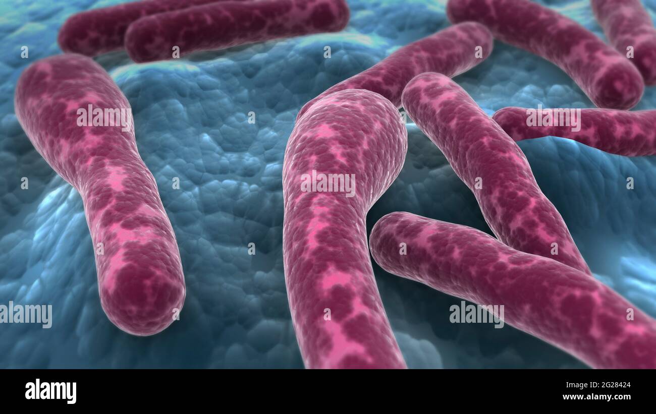 Microscopic view of Clostridium botulinum bacteria. Stock Photo