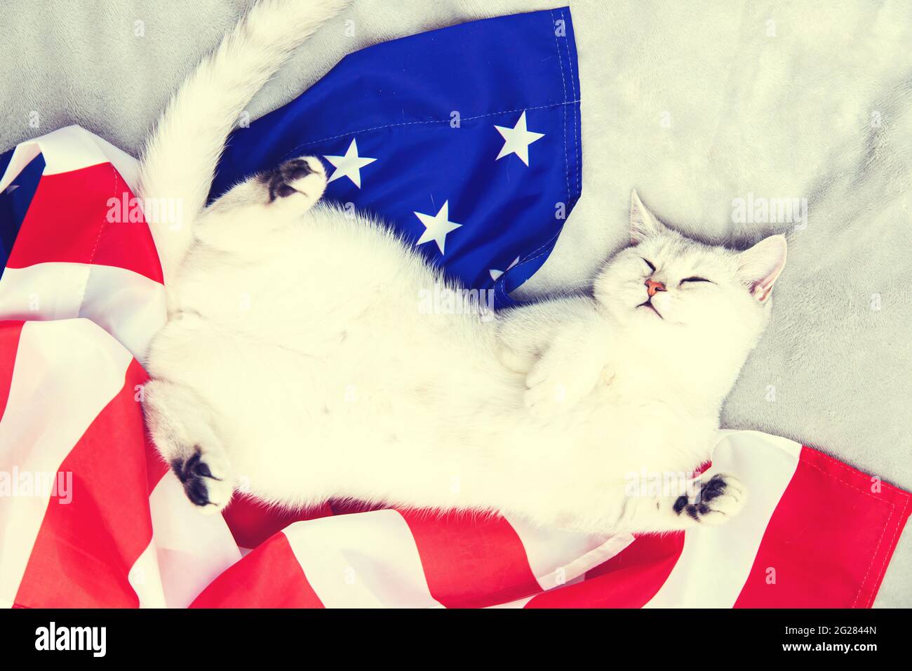 The silver British cat sleeps on the American flag. Patriotic cat. USA symbol. Waiting for the Independence Day. Stock Photo