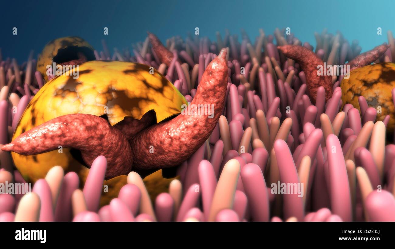 Biomedical illustration of cryptosporidiosis on cilia. Stock Photo