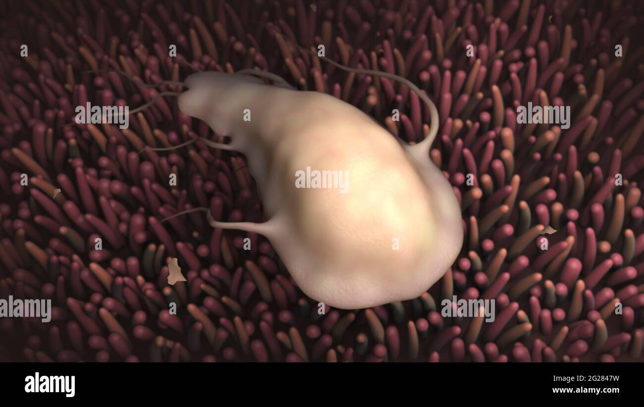 Biomedical illustration of the Giardia parasite inside the human intestines. Stock Photo